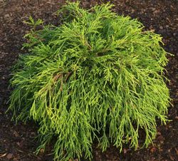 Chamaecyparis pisifera "Sungold"
