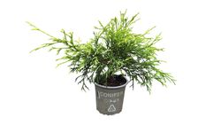 Chamaecyparis pisifera "Sungold"