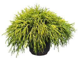 Chamaecyparis pisifera "Sungold"