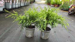 Chamaecyparis pisifera "Sungold"