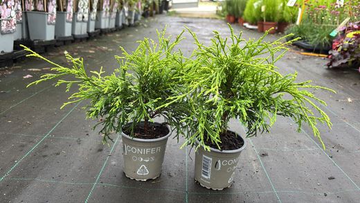 Chamaecyparis pisifera "Sungold"