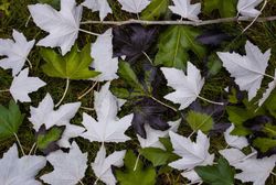 Chopo blanco, álamo blanco, Populus alba