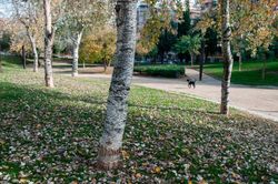 Chopo blanco, álamo blanco, Populus alba
