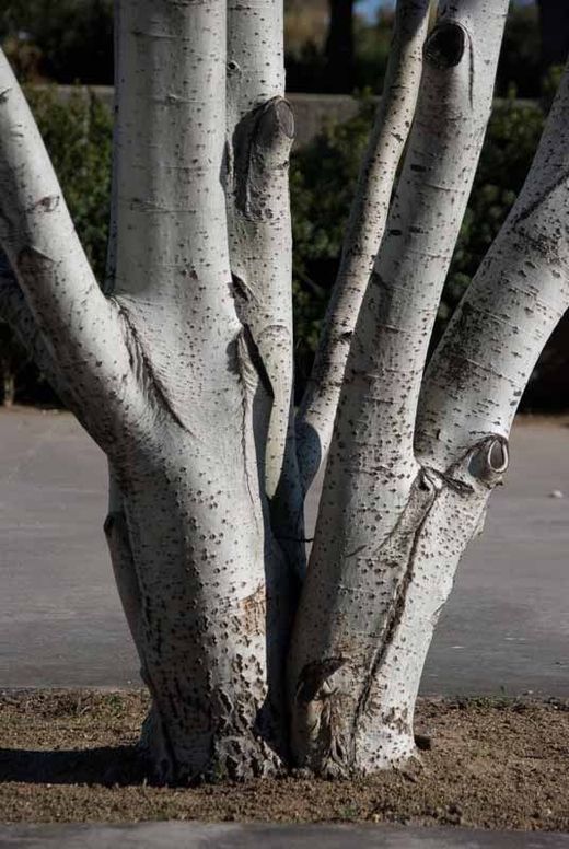 Chopo blanco, álamo común, populus alba.