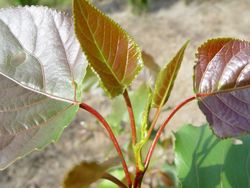 Chopo híbrido - Populus x euramericana Clon I214