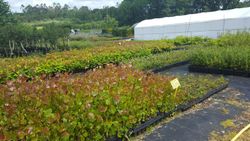 Chopo híbrido - Populus x euramericana Clon I214