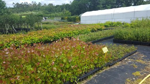 Chopo híbrido - Populus x euramericana Clon I214