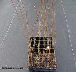 Chopo híbrido - Populus x euramericana Clon I214