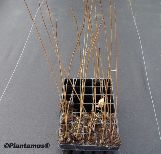 Chopo híbrido - Populus x euramericana Clon I214