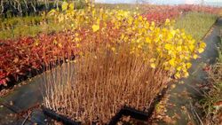 Chopo híbrido - Populus x euramericana Clon I214