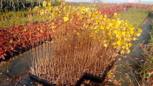 Chopo híbrido - Populus x euramericana Clon I214