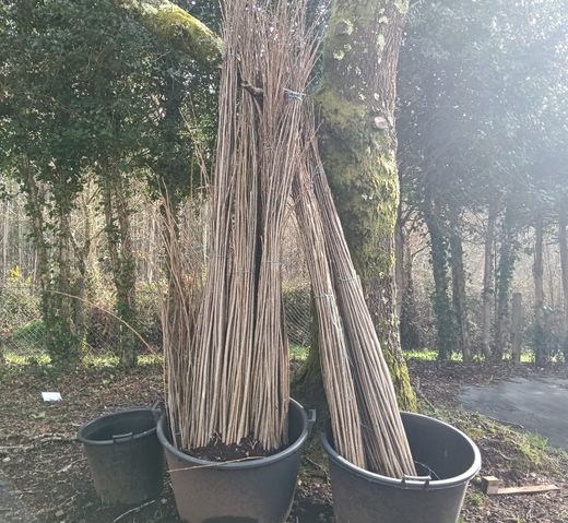 Chopo híbrido - Populus x euramericana Clon I214