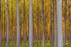 Chopo híbrido - Populus x euramericana Clon I214