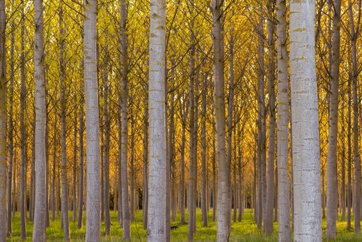 Chopo híbrido - Populus x euramericana Clon I214