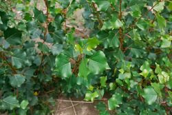 Álamo preto, álamo preto, Populus nigra.