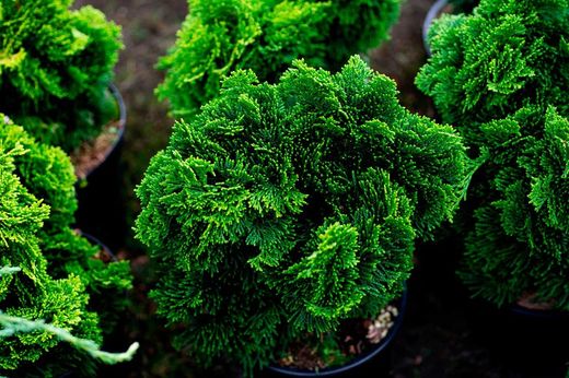Ciprés de hinoki, ciprés de los abanicos. Chamaecyparis obtusa nana gracilis