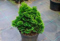 Ciprés de hinoki, ciprés de los abanicos. Chamaecyparis obtusa nana gracilis