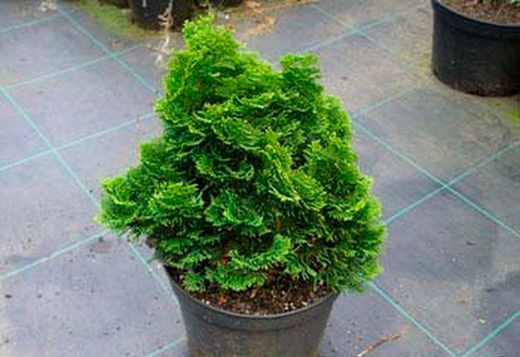 Ciprés de hinoki, ciprés de los abanicos. Chamaecyparis obtusa nana gracilis