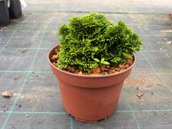 Ciprés de hinoki, ciprés de los abanicos. Chamaecyparis obtusa nana gracilis