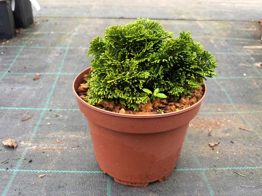 Ciprés de hinoki, ciprés de los abanicos. Chamaecyparis obtusa nana gracilis