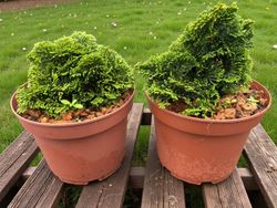 Ciprés de hinoki, ciprés de los abanicos. Chamaecyparis obtusa nana gracilis