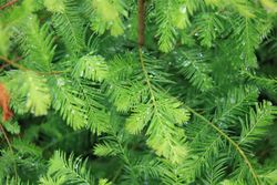 Cyprès des marais, Taxodium distichum.