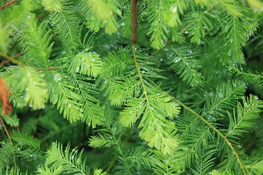 Cyprès des marais, Taxodium distichum.