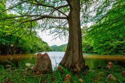 Cyprès des marais, Taxodium distichum.