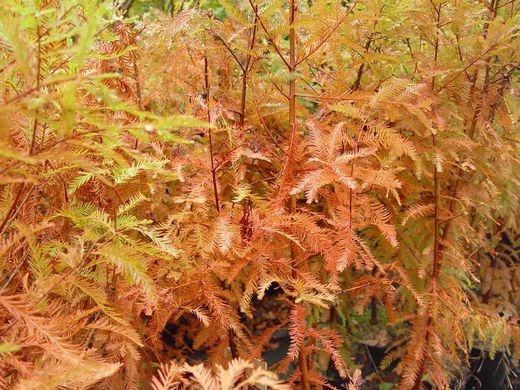 Cyprès des marais, Taxodium distichum.