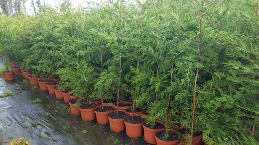 Cipres leylandi de 80/100 cm en maceta de 5L