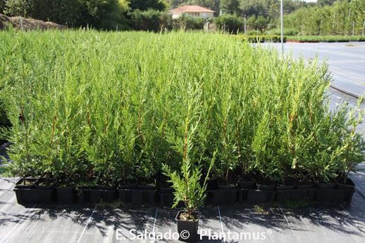 Cyprès leylandii 50/60 cm.