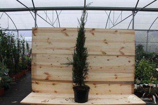 Cipreste da pirâmide, cipreste do cemitério, Cupressus sempervirens 'Stricta'