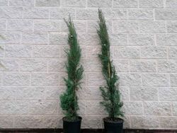 Cipreste da pirâmide, cipreste do cemitério, Cupressus sempervirens 'Stricta'