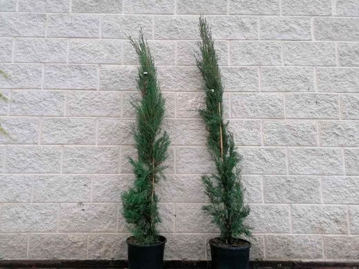 Cipreste da pirâmide, cipreste do cemitério, Cupressus sempervirens 'Stricta'