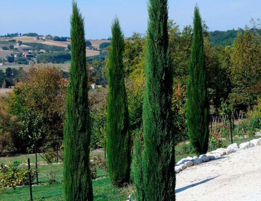 Cyprès pyramidal, cyprès de cimetière - Cupressus sempervirens "Stricta"