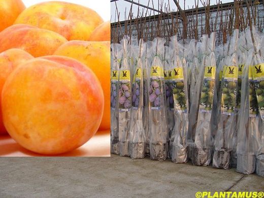 Prune jaune Sungold en motte