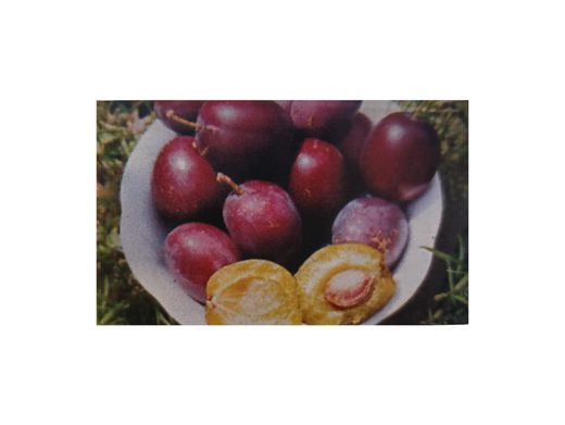 Ciruelo "Arillo" - Frutal autóctono de Galicia
