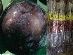 Ciruelo negro Laroda en cepellón