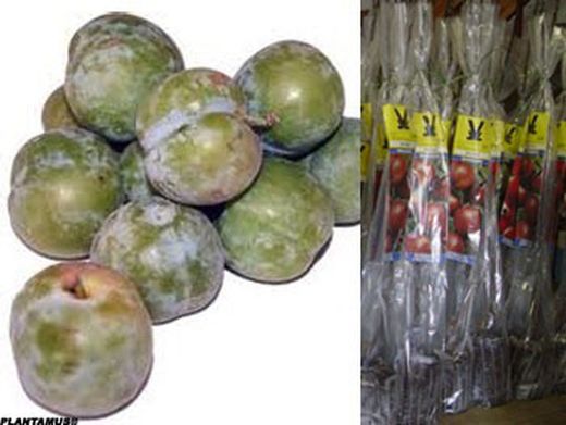 Ciruelo Reina Claudia verde en cepellón