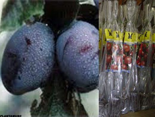 Ciruelo Stanley, collón de frade en cepellón. Prunus domestica