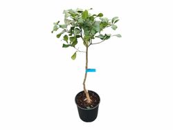 Citrus x paradisi - Pomelo