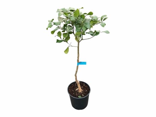 Citrus x paradisi - Pomelo