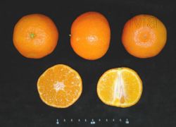 Citrus reticulata clémentine Marisol, mandarine Marisol