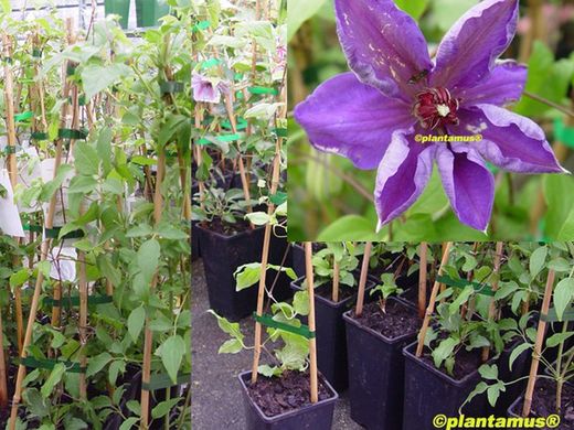 Clematide azul violeta, Clematis Jackmanii.