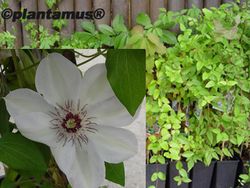 Clematide blanca, Clematis Miss Baterman