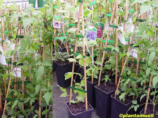 Clematis branco, Clematis montana grandiflora