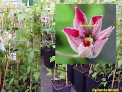 Clematide roja, Clematis Ville de Lyon