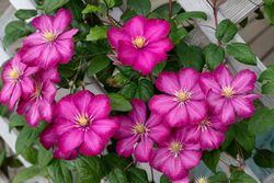 Clematide roja, Clematis Ville de Lyon