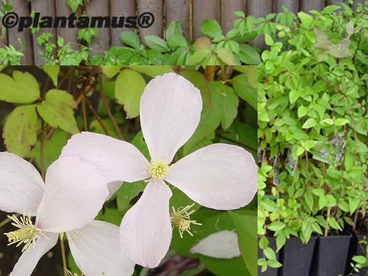 Clematide rosa, Clematis montana rubens