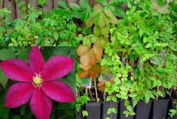 Clematide rosa quente, pôr do sol Clematis